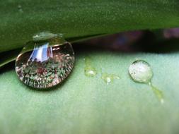 Close-up of the beautiful, green plant with shiny water drops