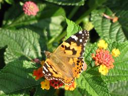 incredibly beautiful Butterfly Flower