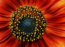 orange-red sunflower, close-up