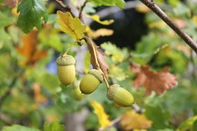 Acorn or Autumn Nuts