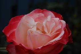 delicate pink red rose