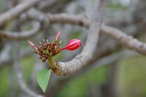fabulous Bud Pink