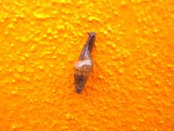 Snail on orange Wall