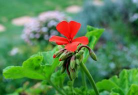 Geranium Flower red green