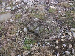 gray eggs in a nest on the ground