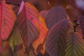 Colorful Leaves tree