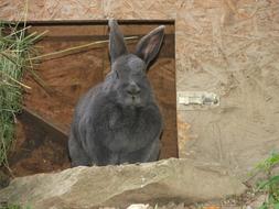 Hare Rabbit in zoo