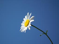 fabulous Flower White