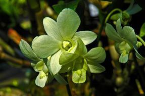 fabulous green Orchid Flower