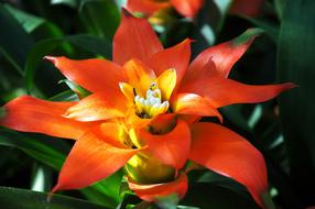 closeup view of wonderful orange lilly Flower