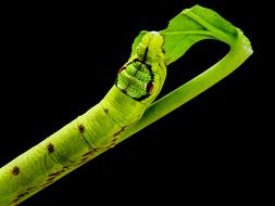 Close-up of the colorful caterpillar, on the green plant, at black background