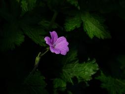 wonderful cute Bloom