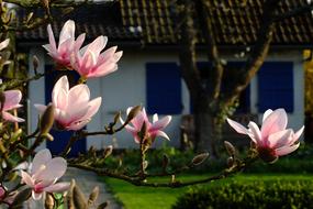 impressively beautiful Magnolia Flowers