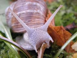 Snail Shell Escargots