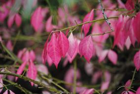 Colorful Pink Leaves at Autumn