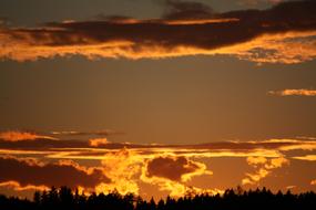 golden clouds in the evening sky over the forest