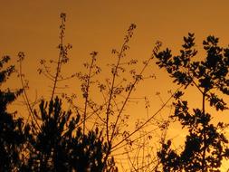 Trees in the yellow twilight