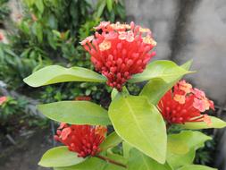 red exotic flowers in the garden close up