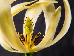 wonderful Bloom macro