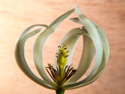 white abstract Blossom