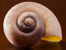 yellow seashell on brown background