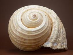 Closeup photo of Shell Snail sea