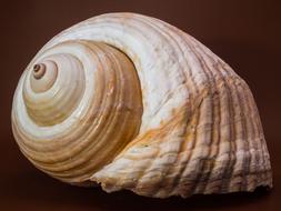 beautiful shell on brown background, close-up