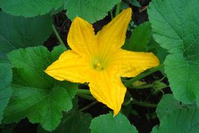 impressively beautiful Flower Yellow Zucchini