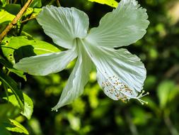 white Hibiscus Flower at greenery