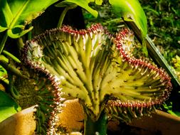 Closeup picture of Cactus Blossom