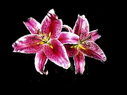 goodly Tiger Lily Flower