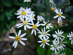 White Flowers at spring