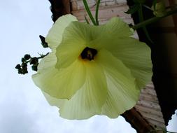 Flowers Yellow Flower