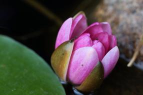 absolutely beautiful Water Lily Blossom