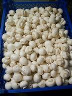 Mushrooms in a blue box