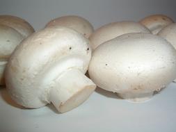 fresh white mushrooms