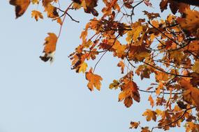 october yellow leaves on tree