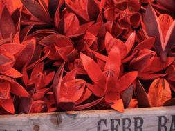 red wild lilies sold in the market
