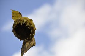 Close-up of the sunflower without petals, under the blue sky with clouds