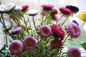 Flowers Colorfuls