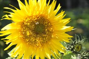 closeup photo of fabulous Sunflower