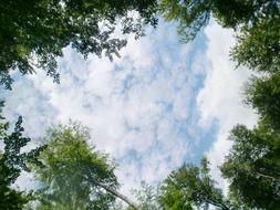 green crowns of trees against the sky with clouds