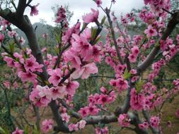 Pink Flowers Almond Tree