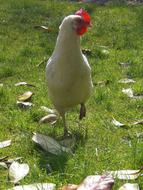 white hen on a green meadow