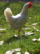 White Chicken bird on farm