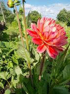 impressively beautiful Flower Original Red