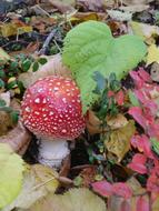 colorful fly agaric in autumn leaves close up