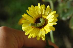 perfect Caterpillar On Flower