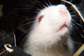 White Female Rat head
