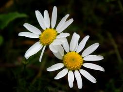 two Flower Chamomile